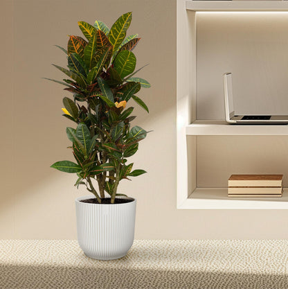 Codiaeum Mammi verzweigt 