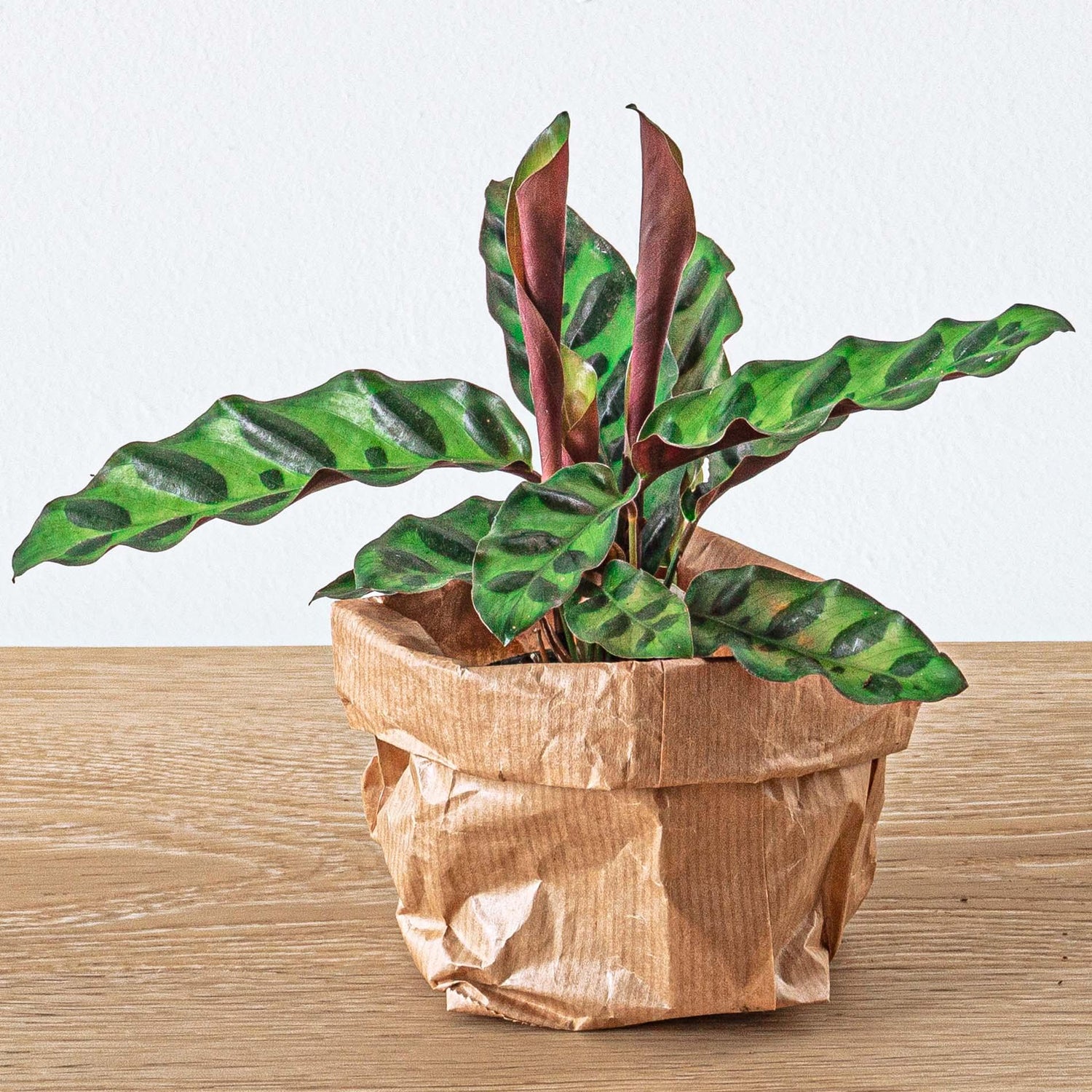 Everspring Nachfüllpackung für Pflanzenterrarien und Starterset mit 5 Pflanzen, verschiedene kleine Pflanzen in Kunststoffbehältern