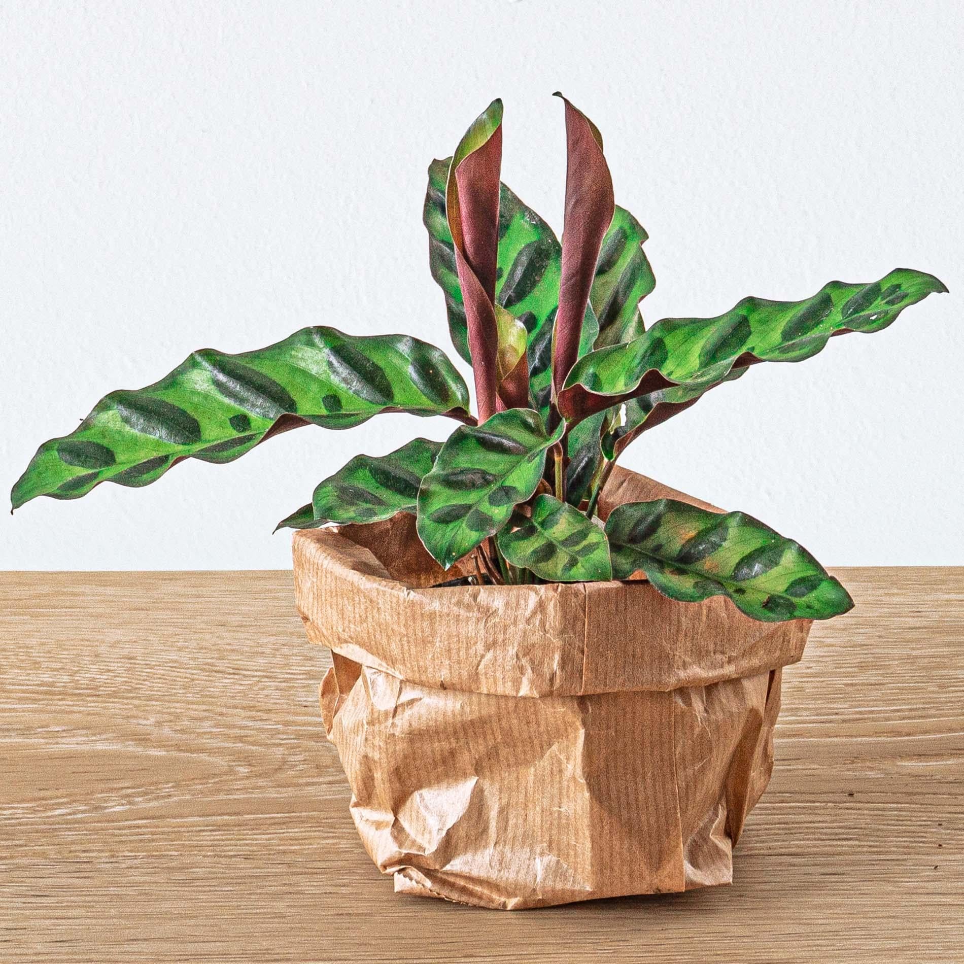 Everspring Nachfüllpackung für Pflanzenterrarien und Starterset mit 5 Pflanzen, verschiedene kleine Pflanzen in Kunststoffbehältern