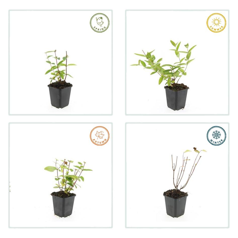 Sechs Hypericum inodorum &
