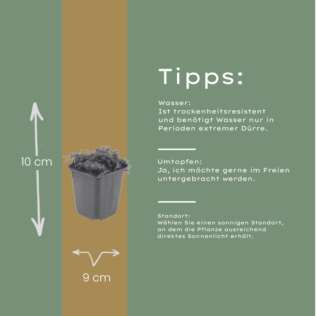 Sechs Thymus praecox &