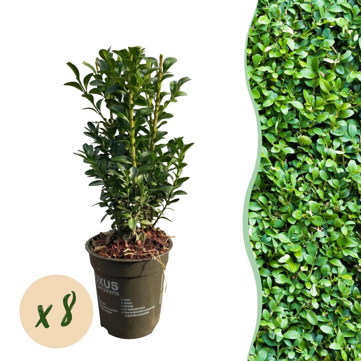 Buxus sempervirens – Heckenpflanze – 8 Pflanzen für 1 lfd. Meter – Immergrün – Ø9 cm Topf – Höhe 20–25 cm - Wurzelwerk Design