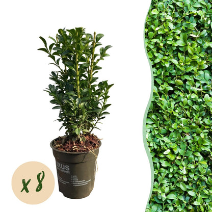 Buxus sempervirens – Heckenpflanze – 8 Pflanzen für 1 lfd. Meter – Immergrün – Ø9 cm Topf – Höhe 20–25 cm - Wurzelwerk Design