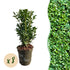 Buxus sempervirens – Heckenpflanze – 8 Pflanzen für 1 lfd. Meter – Immergrün – Ø9 cm Topf – Höhe 20–25 cm - Wurzelwerk Design