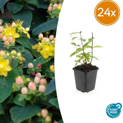 24x Zier - Johanniskraut mit leuchtenden Beeren – Höhe 10–25 cm – Ø 9 cm Topf - Wurzelwerk Design