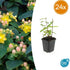 24x Zier - Johanniskraut mit leuchtenden Beeren – Höhe 10–25 cm – Ø 9 cm Topf - Wurzelwerk Design