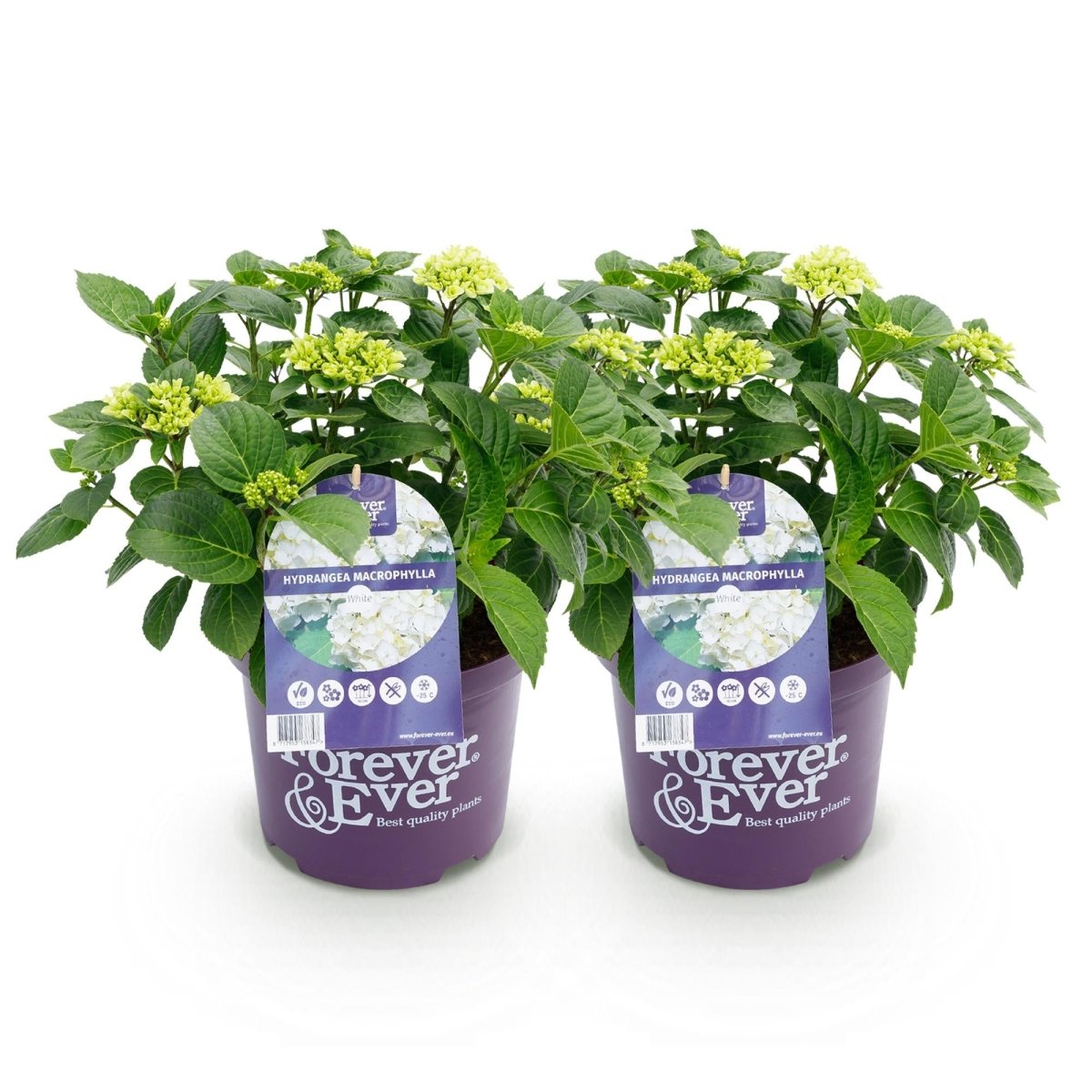 Balkon - Hortensie Forever &amp; Ever Weiß – 2 Pflanzen – 7–12 Blüten – Ø23 cm Topf – Höhe ca. 55 cm - Wurzelwerk Design