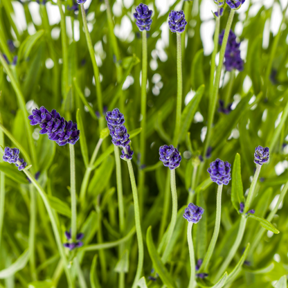 Lavandula angustifolia – Echter Lavendel Ø19 cm | Duft &amp; Bienenliebe