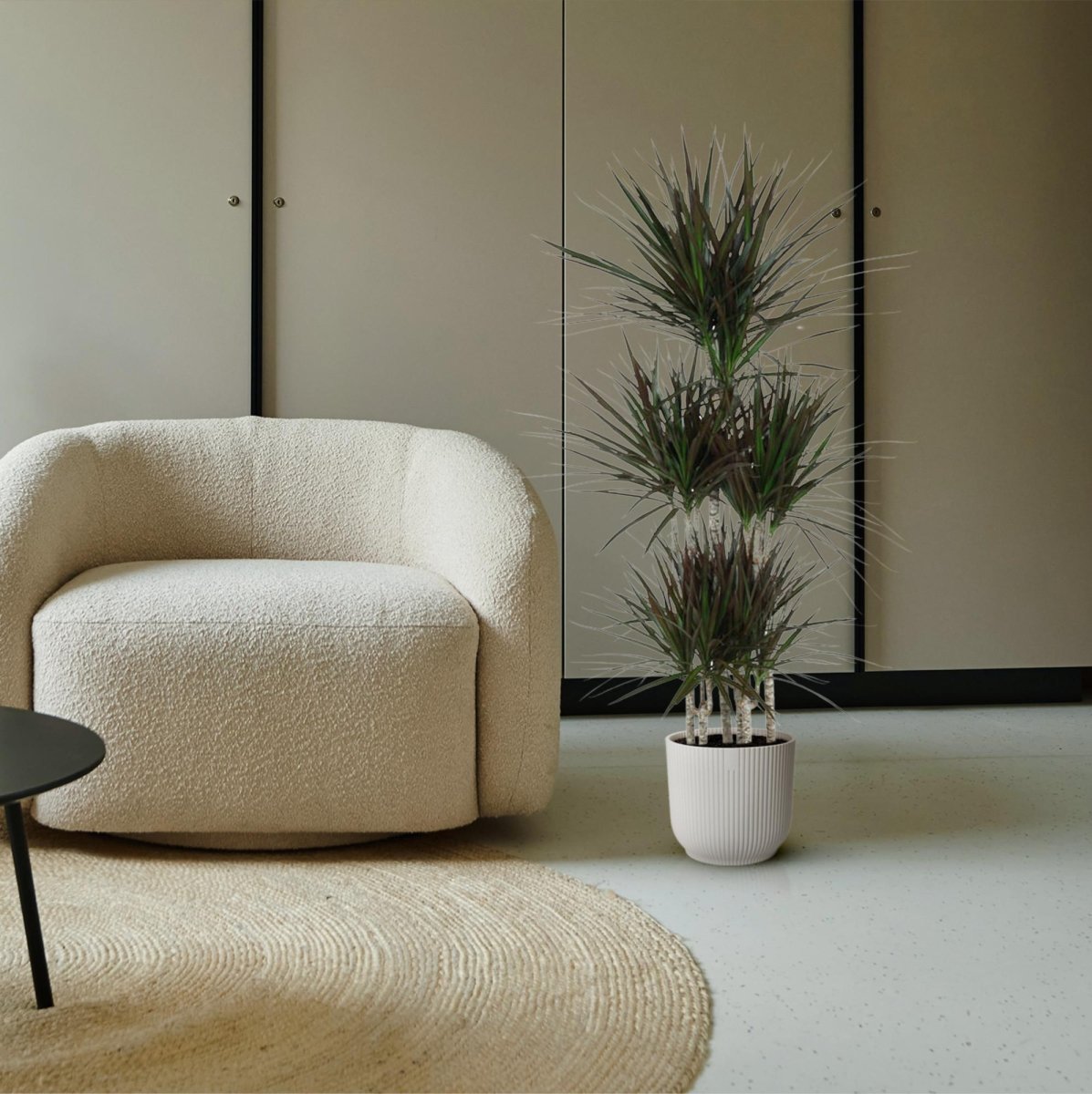 Dracaena marginata ‘Magenta’ – Exotische Zimmerpflanze - Wurzelwerk Design