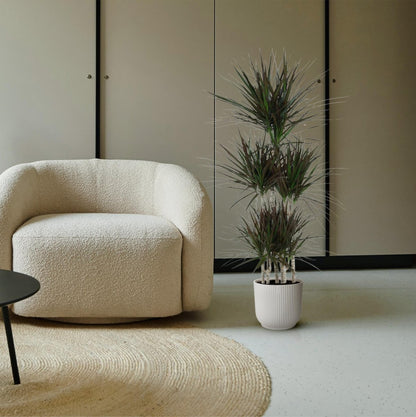 Dracaena marginata ‘Magenta’ – Exotische Zimmerpflanze - Wurzelwerk Design