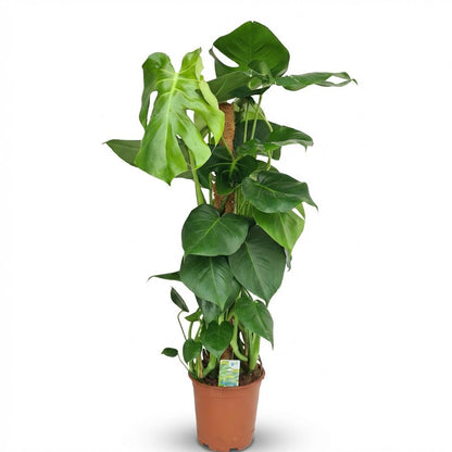 Everspring Monstera Deliciosa im Topf mit 19 cm Durchmesser, ca. 90 cm hoch, grüne Zimmerpflanze auf Bild.