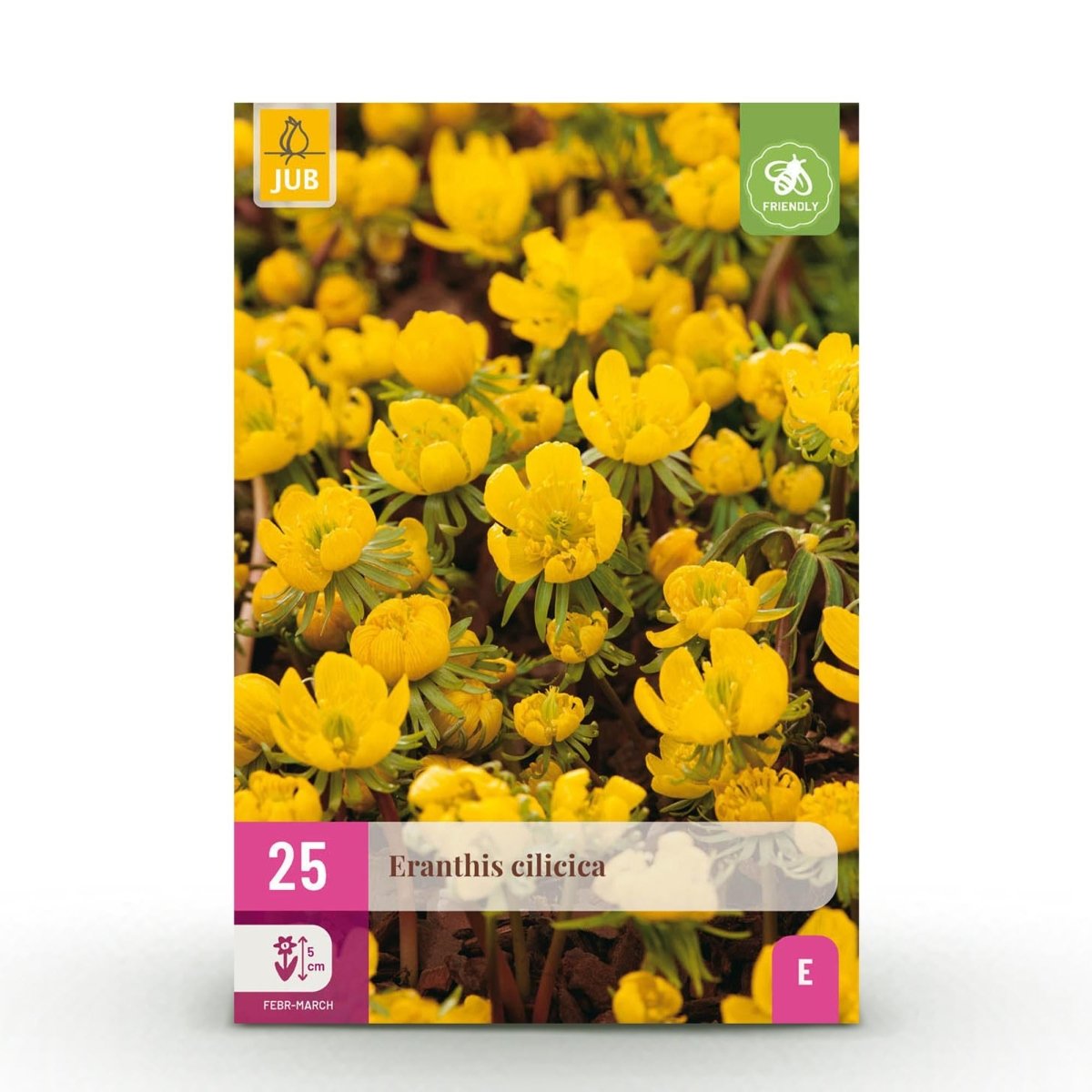 Blumenzwiebeln Eranthis Cilicica | 25 Stück Gelb – Zwiebelgröße 4/5 – XXL Pack - Wurzelwerk Design