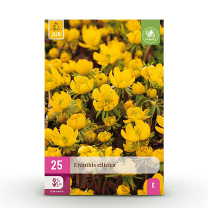 Blumenzwiebeln Eranthis Cilicica | 25 Stück Gelb – Zwiebelgröße 4/5 – XXL Pack - Wurzelwerk Design