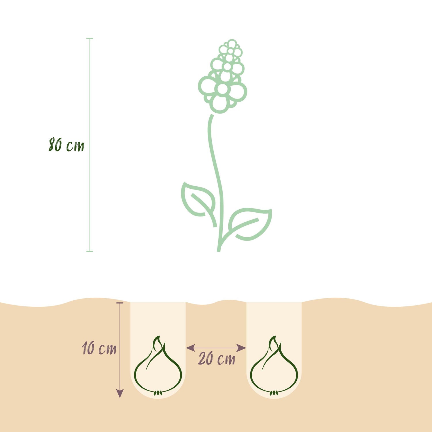 Blumenzwiebeln Camassia Leichtlinii Mix | 5 Stück Lila &amp; Weiß – Zwiebelgröße 12/14 – XXL Pack