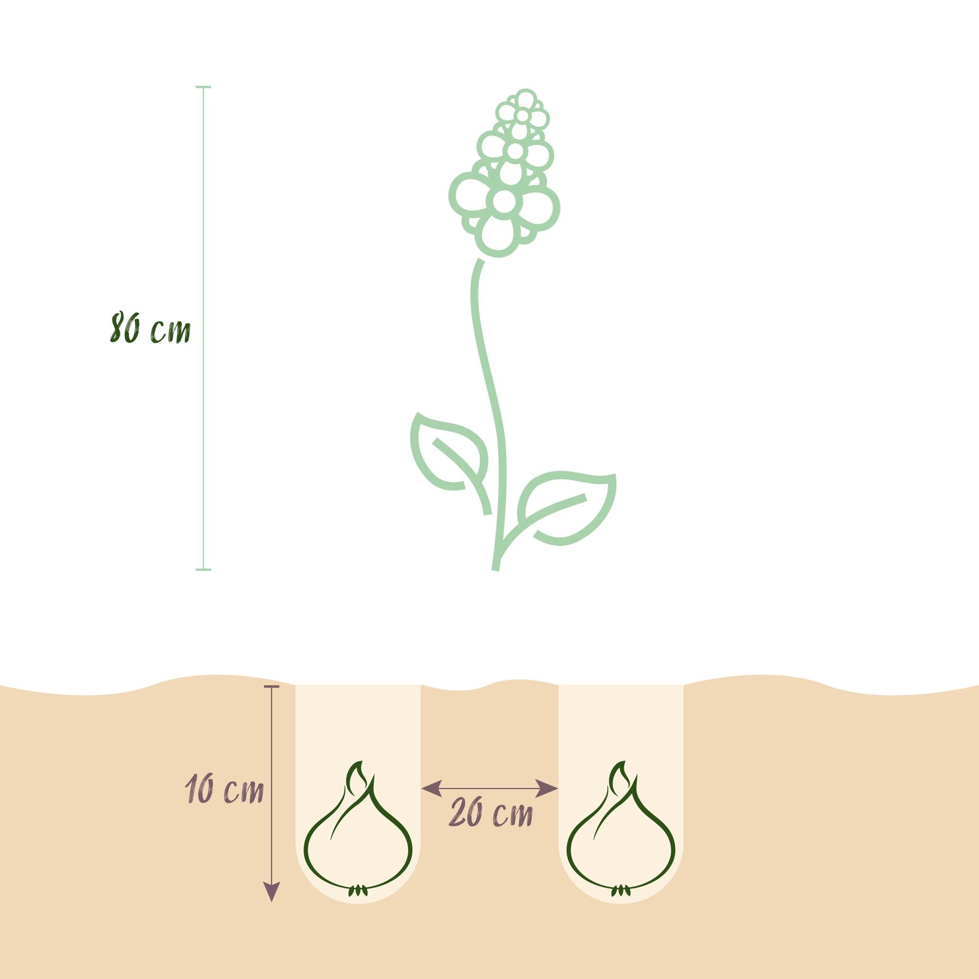 Blumenzwiebeln Camassia Leichtlinii Mix | 5 Stück Lila &amp; Weiß – Zwiebelgröße 12/14 – XXL Pack