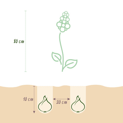 Blumenzwiebeln Camassia Leichtlinii Mix | 5 Stück Lila &amp; Weiß – Zwiebelgröße 12/14 – XXL Pack