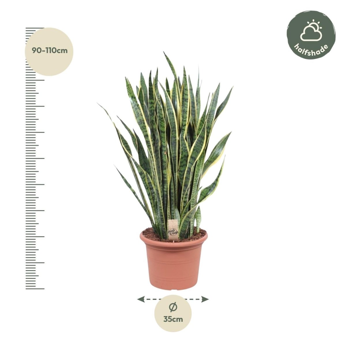 Sansevieria Laurentii 100 cm – XL Bogenhanf - Wurzelwerk Design