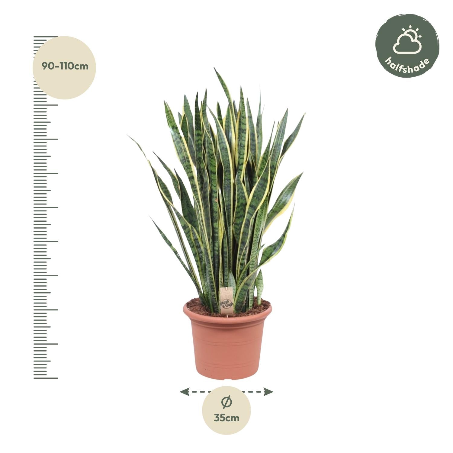 Sansevieria Laurentii 100 cm – XL Bogenhanf
