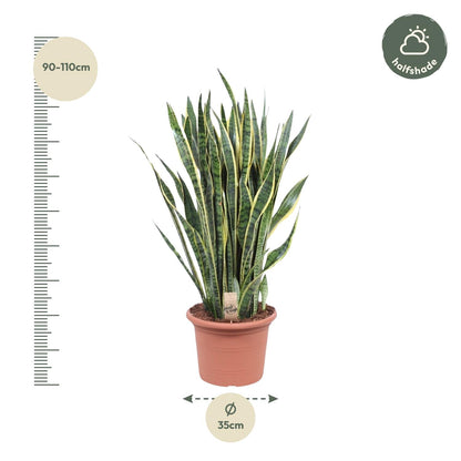 Sansevieria Laurentii 100 cm – XL Bogenhanf