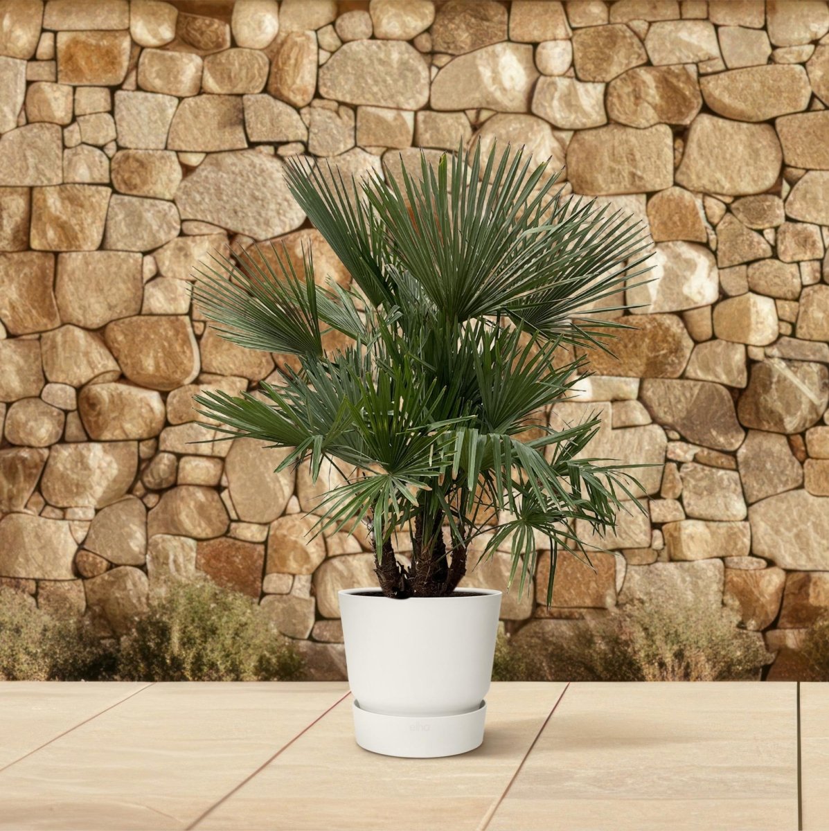 Trachycarpus fortunei Multistamm – Winterharte Hanfpalme – ca. 230 cm – Ø50 cm Topf – Exotischer Blickfang - Wurzelwerk Design