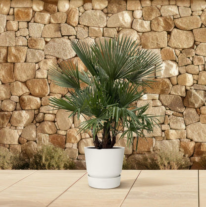 Trachycarpus fortunei Multistamm – Winterharte Hanfpalme – ca. 230 cm – Ø50 cm Topf – Exotischer Blickfang - Wurzelwerk Design