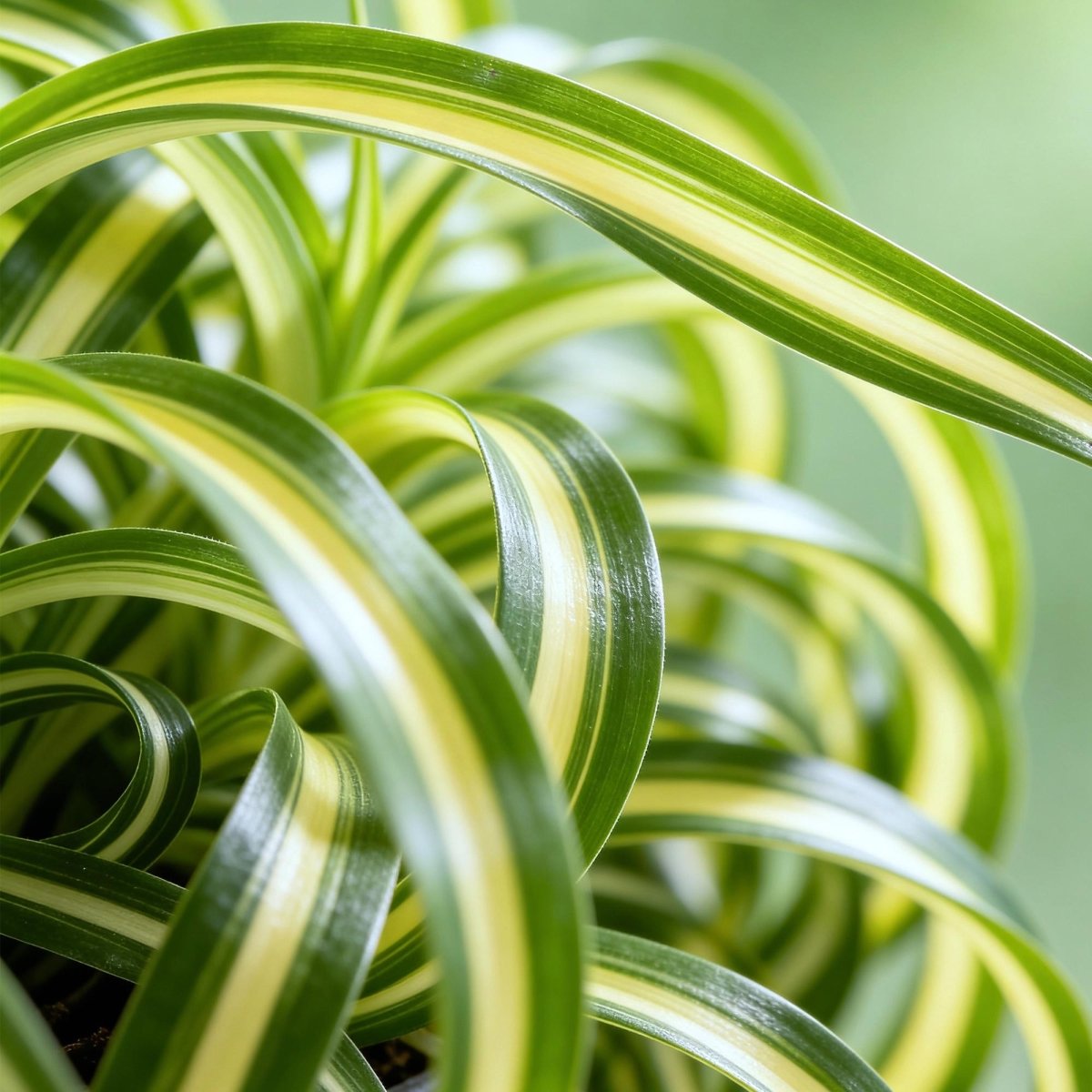 Graslilie Bonnie kaufen | Chlorophytum comosum – haustierfreundlich, Topf Ø 12 cm - Wurzelwerk Design