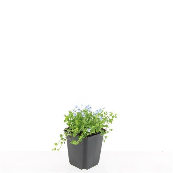 Isotoma fluviatilis &