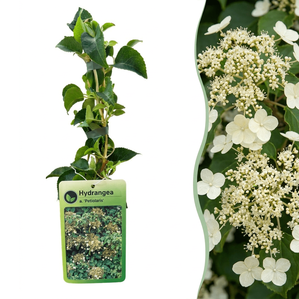 Kletterhortensie kaufen – 2 Pflanzen Hydrangea petiolaris | weiß, Ø 9 cm, Höhe 35 cm - Wurzelwerk Design