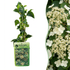 Kletterhortensie kaufen – 2 Pflanzen Hydrangea petiolaris | weiß, Ø 9 cm, Höhe 35 cm - Wurzelwerk Design