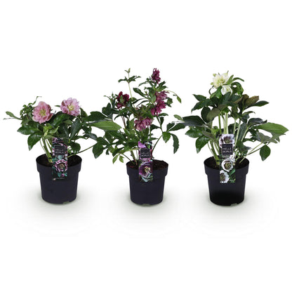 Lenzrose &