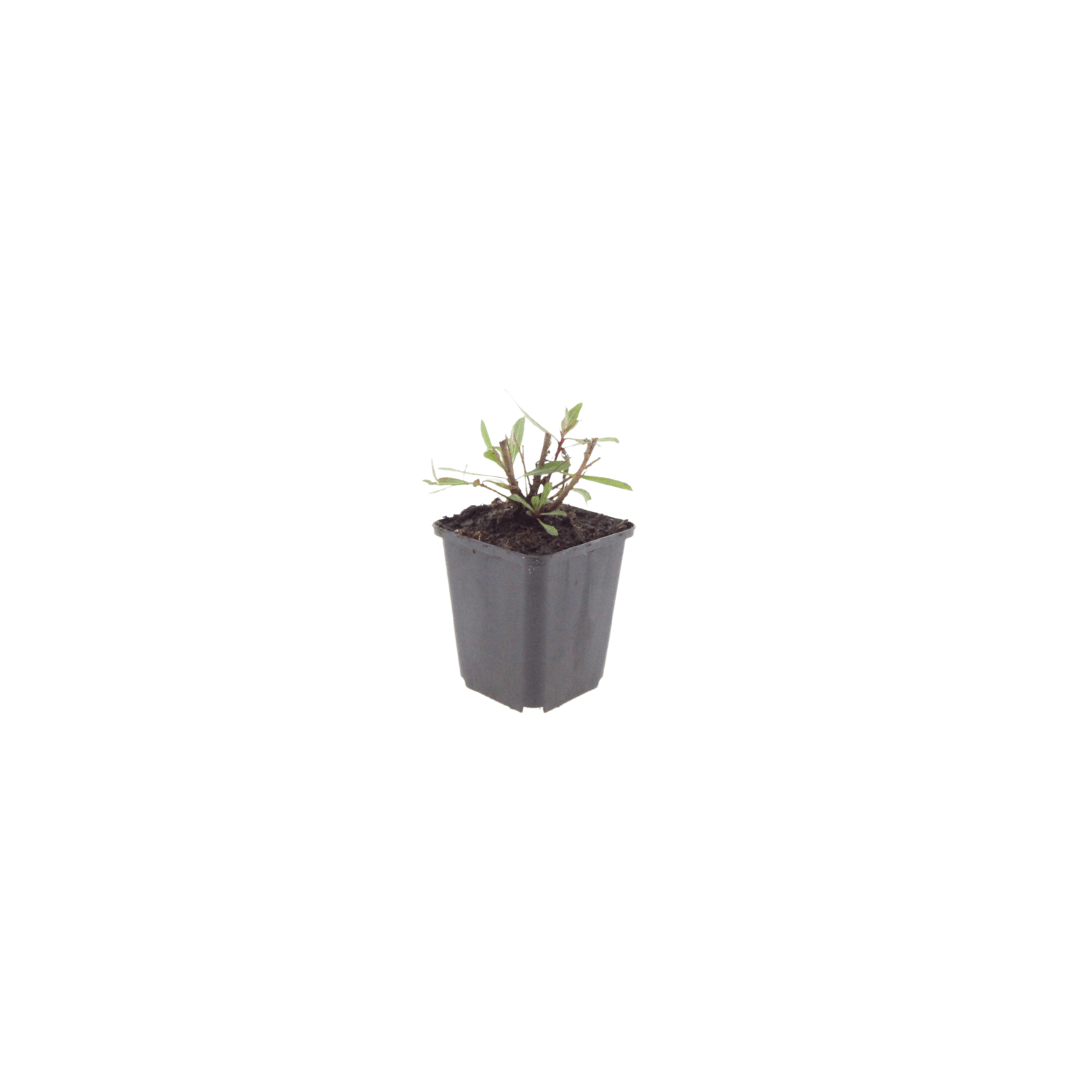 Sechs Everspring Gaura &