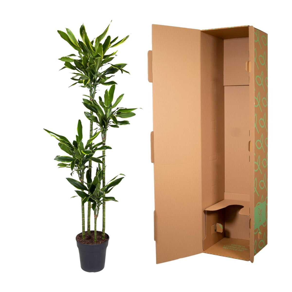 Dracaena Golden Coast Pflanze von Everspring, 170 cm hoch, mit schmalen, goldgelben Blättern, Topf ø27 cm, grüne Zimmerpflanze