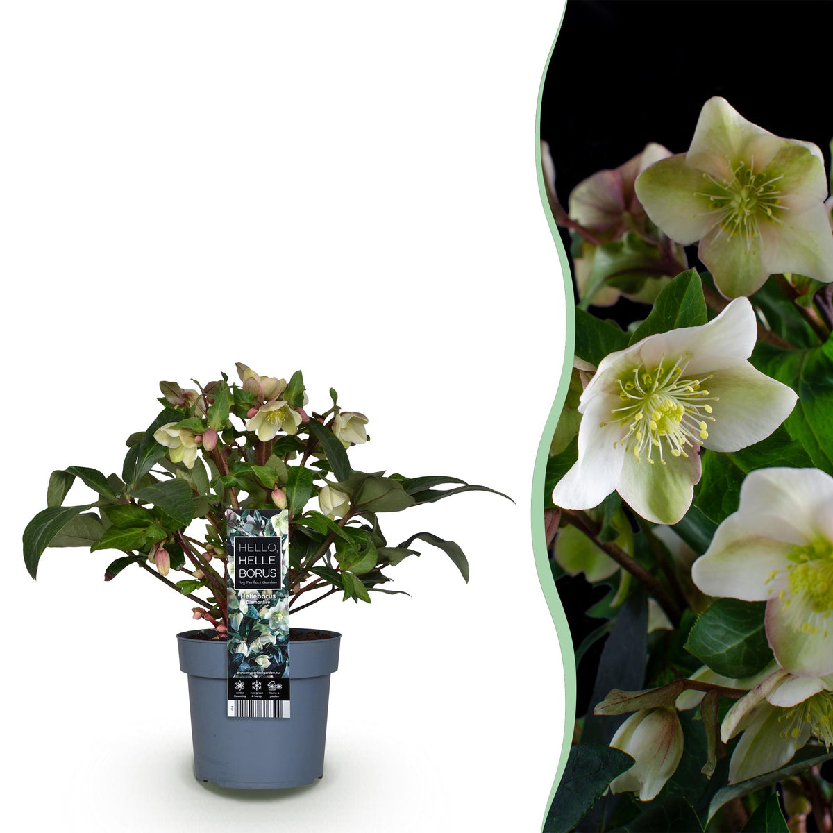 Helleborus &