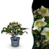 Helleborus &