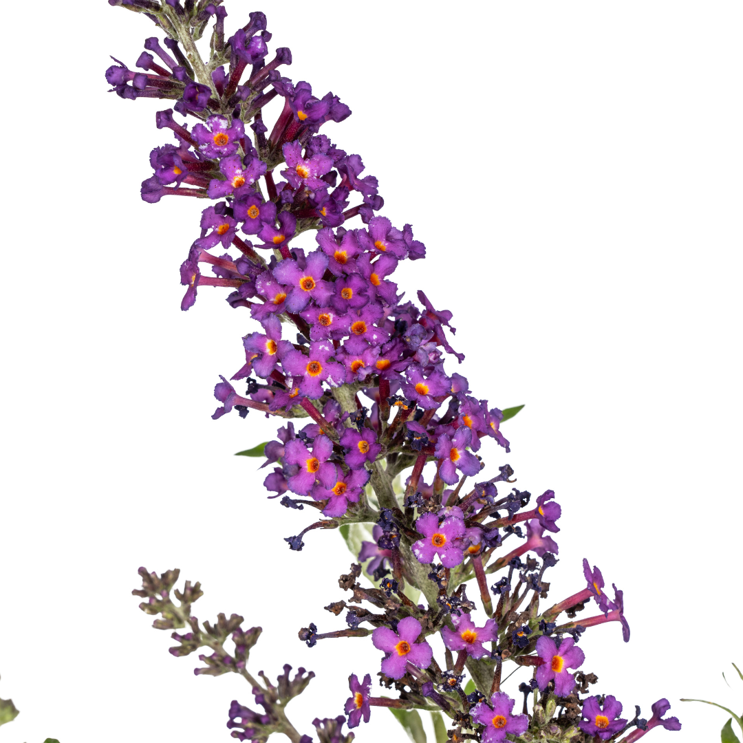 Sommerflieder Buddleja Davidii Purple Ø19cm - ↕40 - 50cm