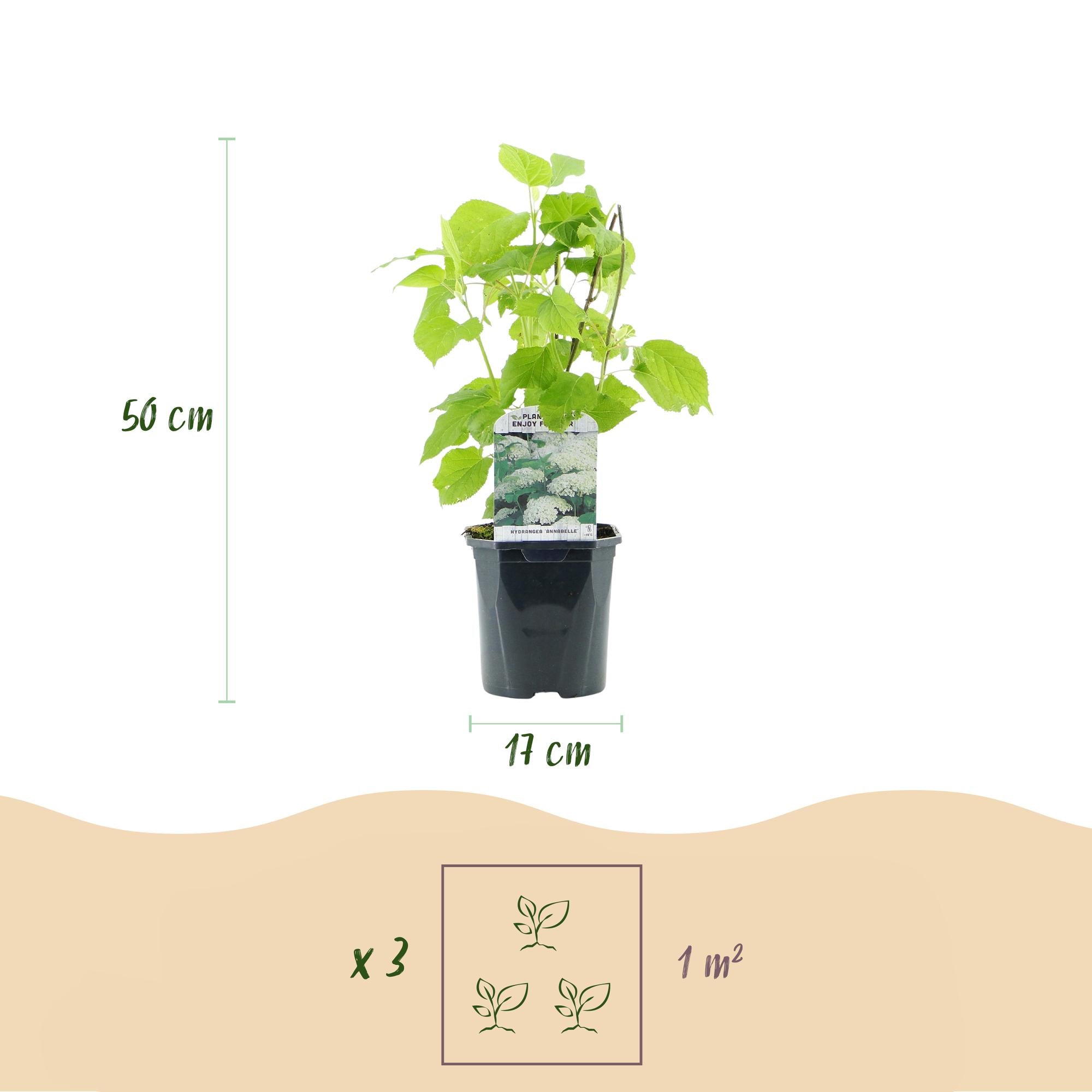 Rispenhortensie-Hydrangea arborescens Annabelle - Blüte Weiß - 1 Pflanze - Laubabwerfend - Große Blüten - Topf 17cm Höhe 50cm