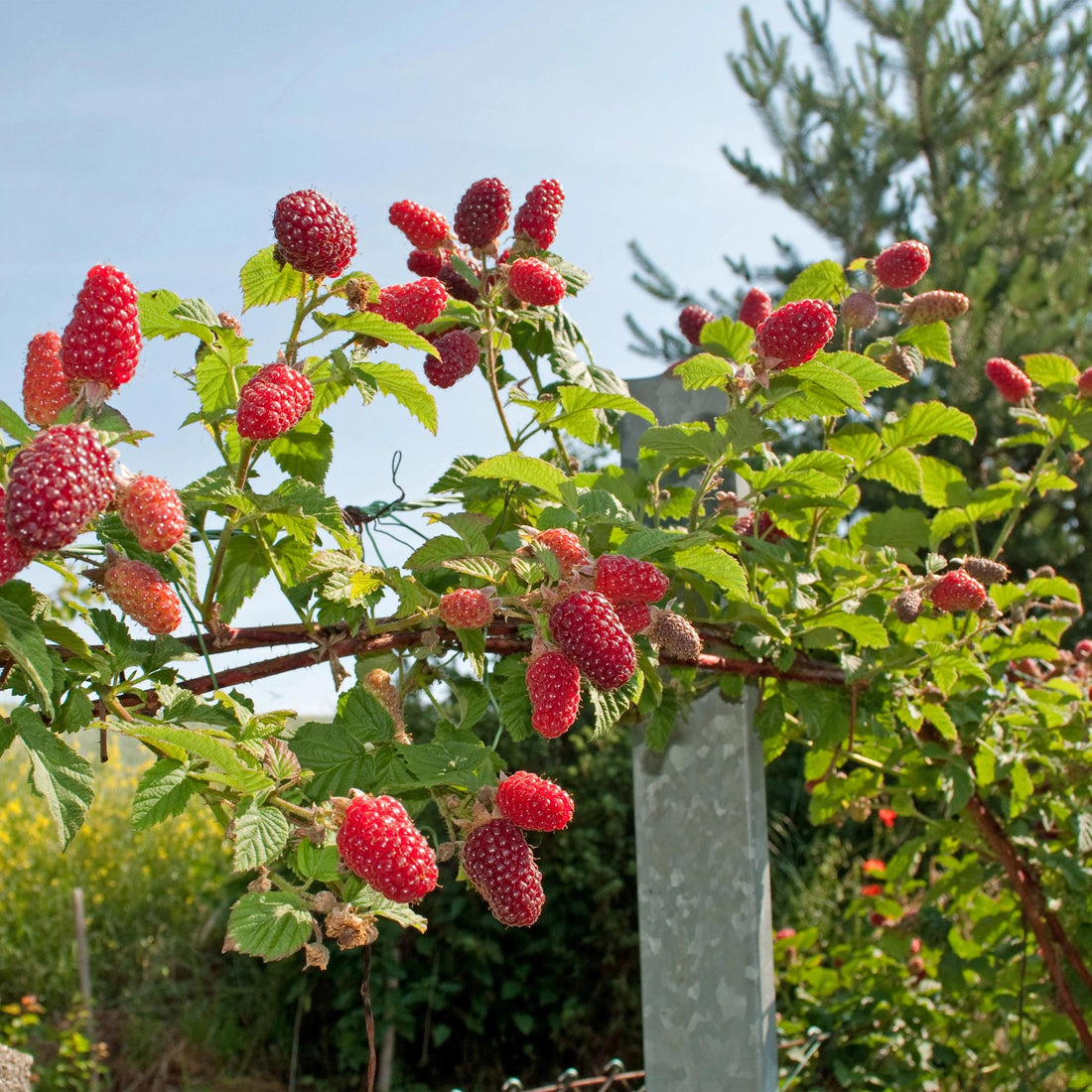 Himbeere Taybes - Rubus Tayberry - Rote Frucht - 2 Pflanzen - Topf 11cm Höhe 40cm