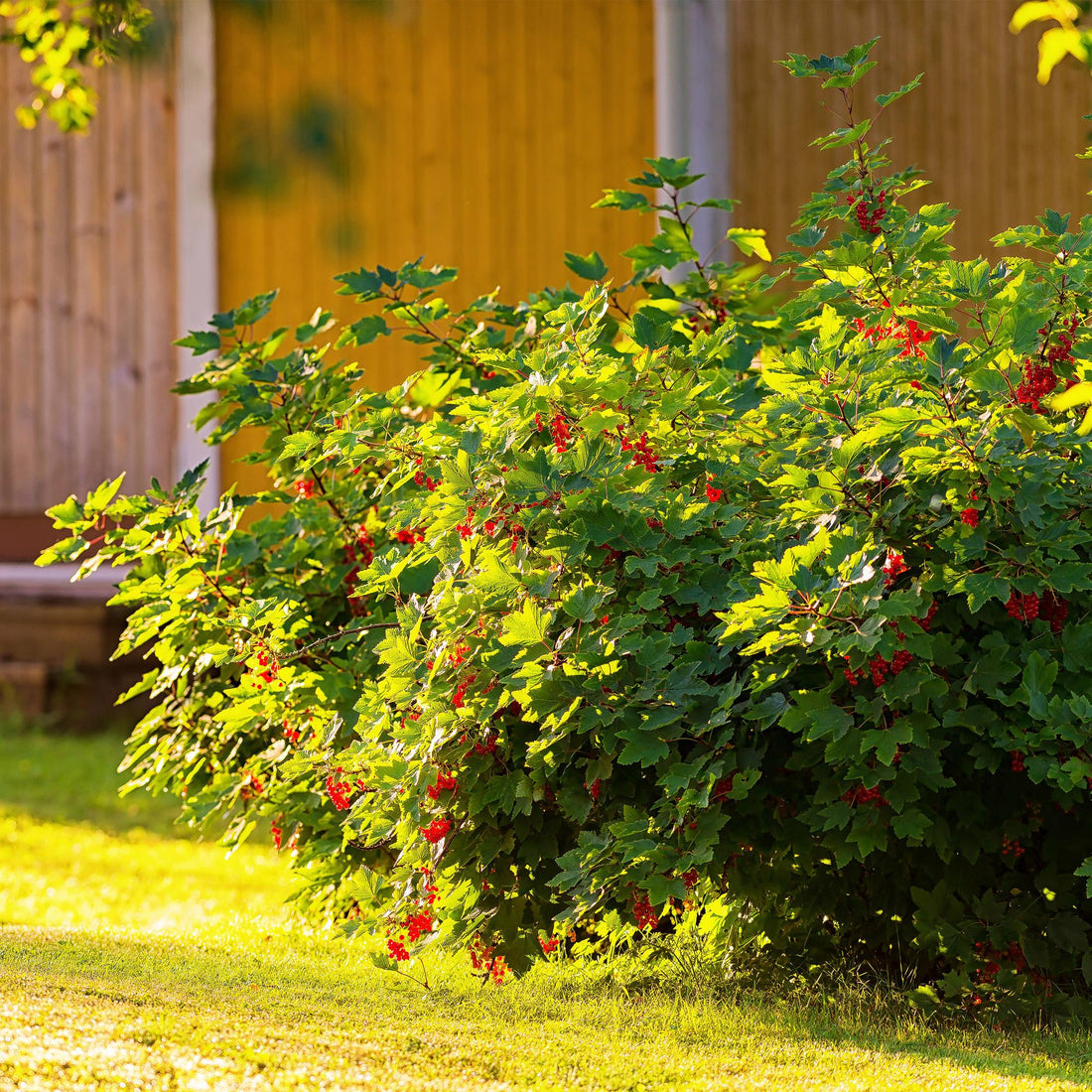 Johannisbeere - Ribes rubrum Jonkheer van Tets - Rote Johannisbeere - 2 Pflanzen - Topf 11cm Höhe 40cm