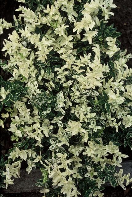 24x Euonymus fort. &