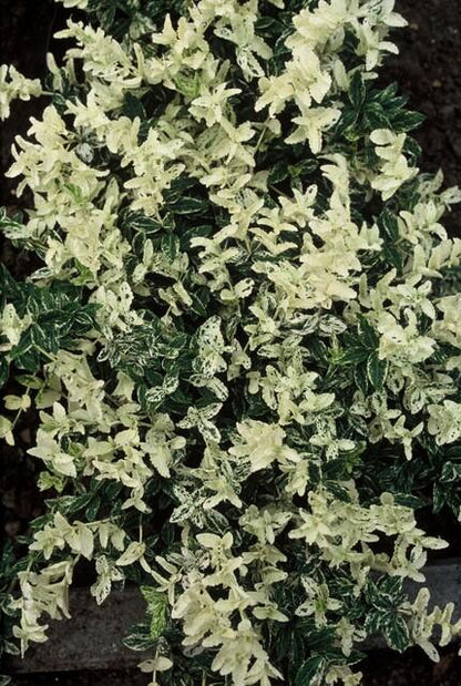 24x Euonymus fort. &