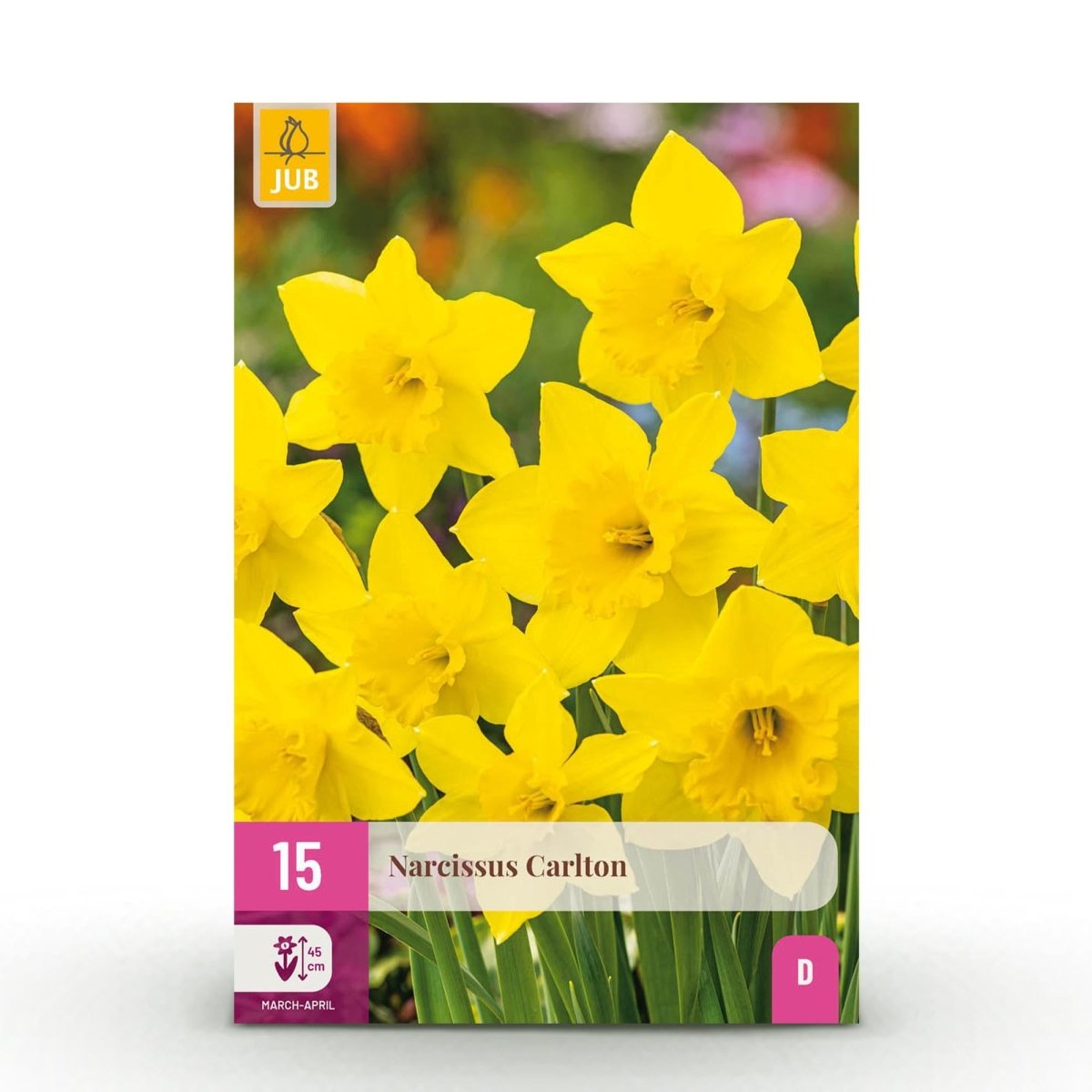 Blumenzwiebeln Narzisse Carlton | 15 Stück Gelb – Knollengröße 12/14 – XXL Pack - Wurzelwerk Design