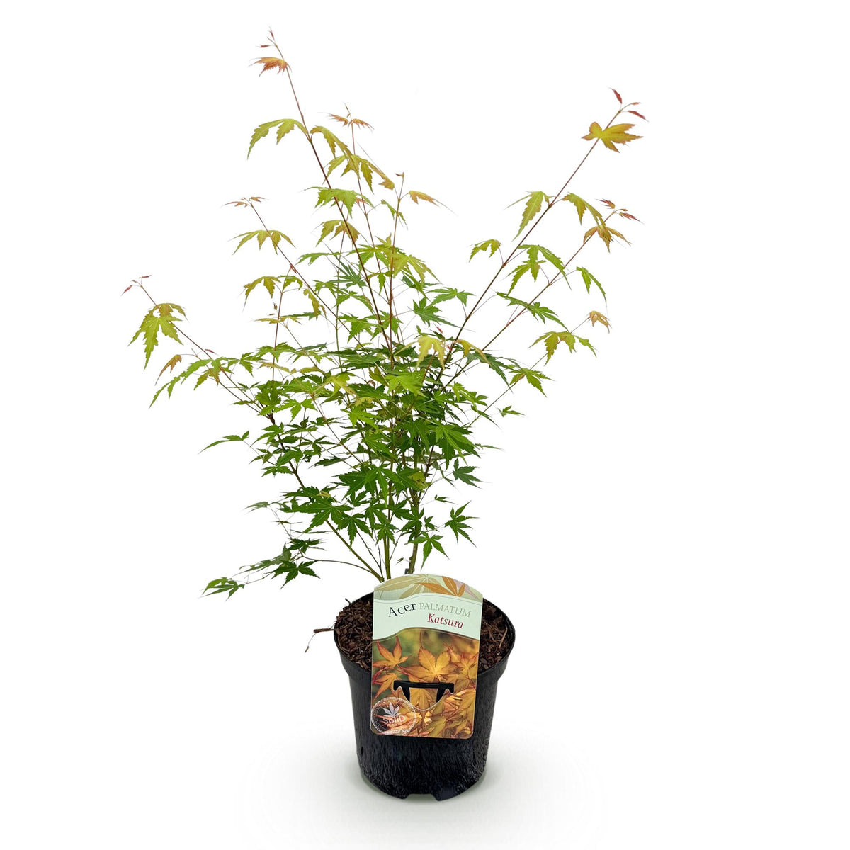 Japanischer Ahorn Acer palmatum Katsura in Orange, laubabwerfend, Topf 19cm, Höhe 70cm, Everspring Pflanze