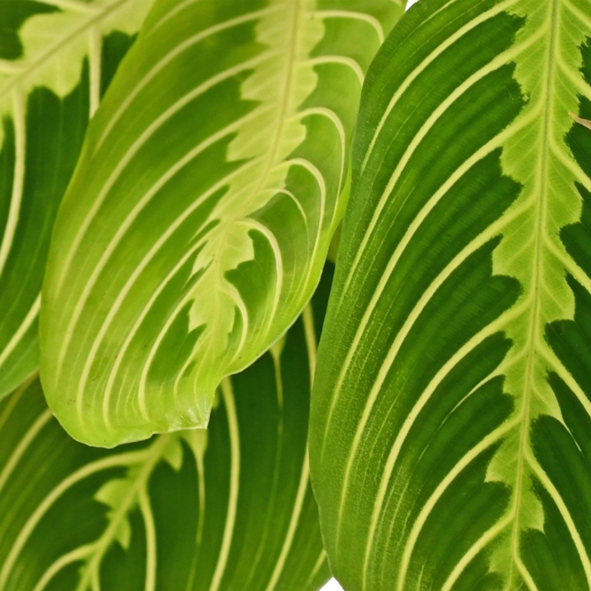 Maranta Lemon Lime kaufen | Gebetspflanze – Topf Ø 12 cm, Höhe 25 cm - Wurzelwerk Design