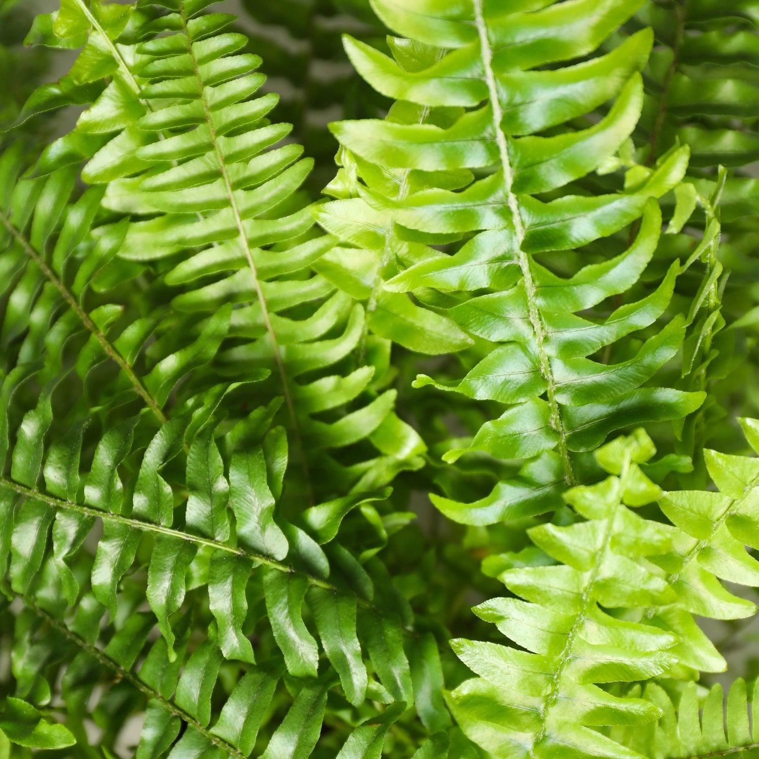Everspring Nephrolepsis exaltata Green Lady Farn, 25cm hohe Pflanze in 12cm Topf, grüne Blätter, Zimmerpflanze