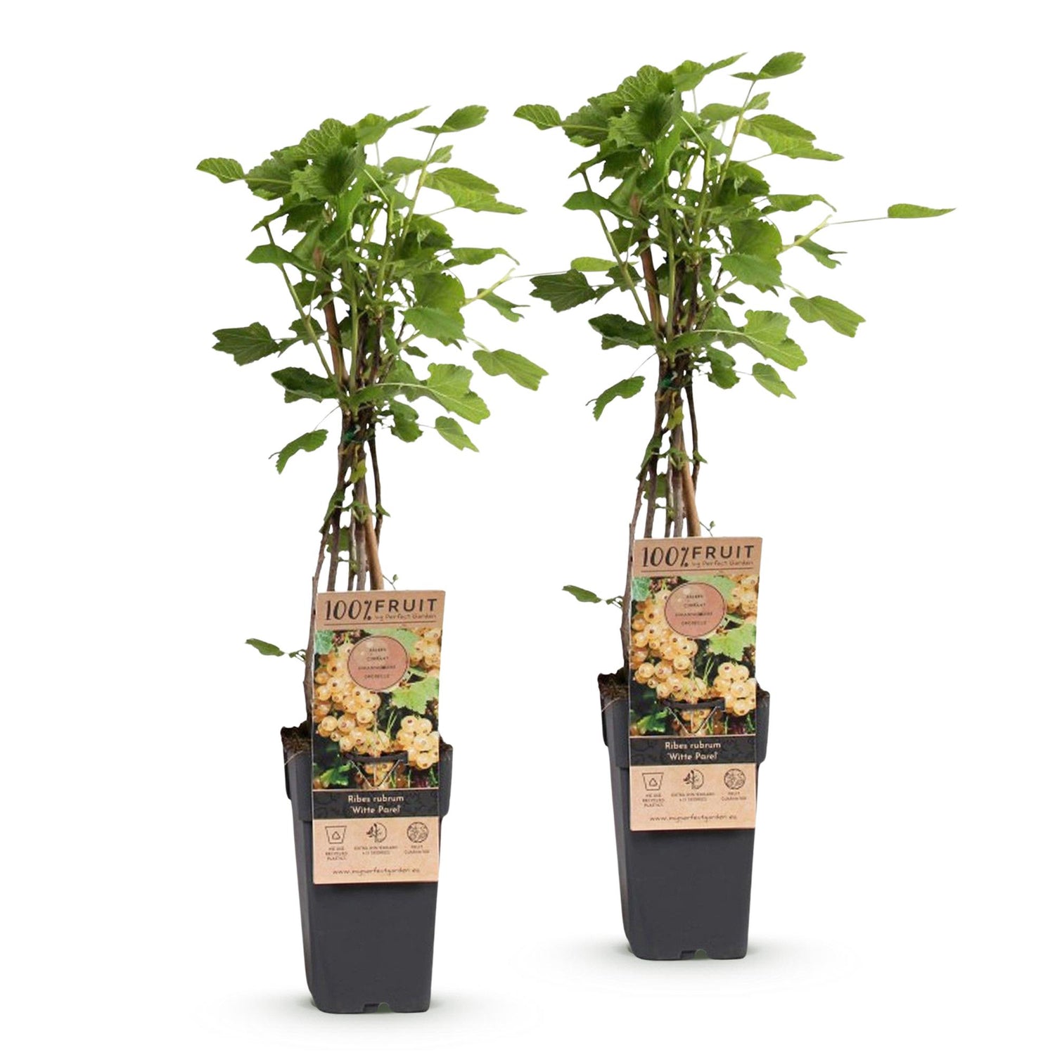 Zwei Everspring Ribes rubrum &