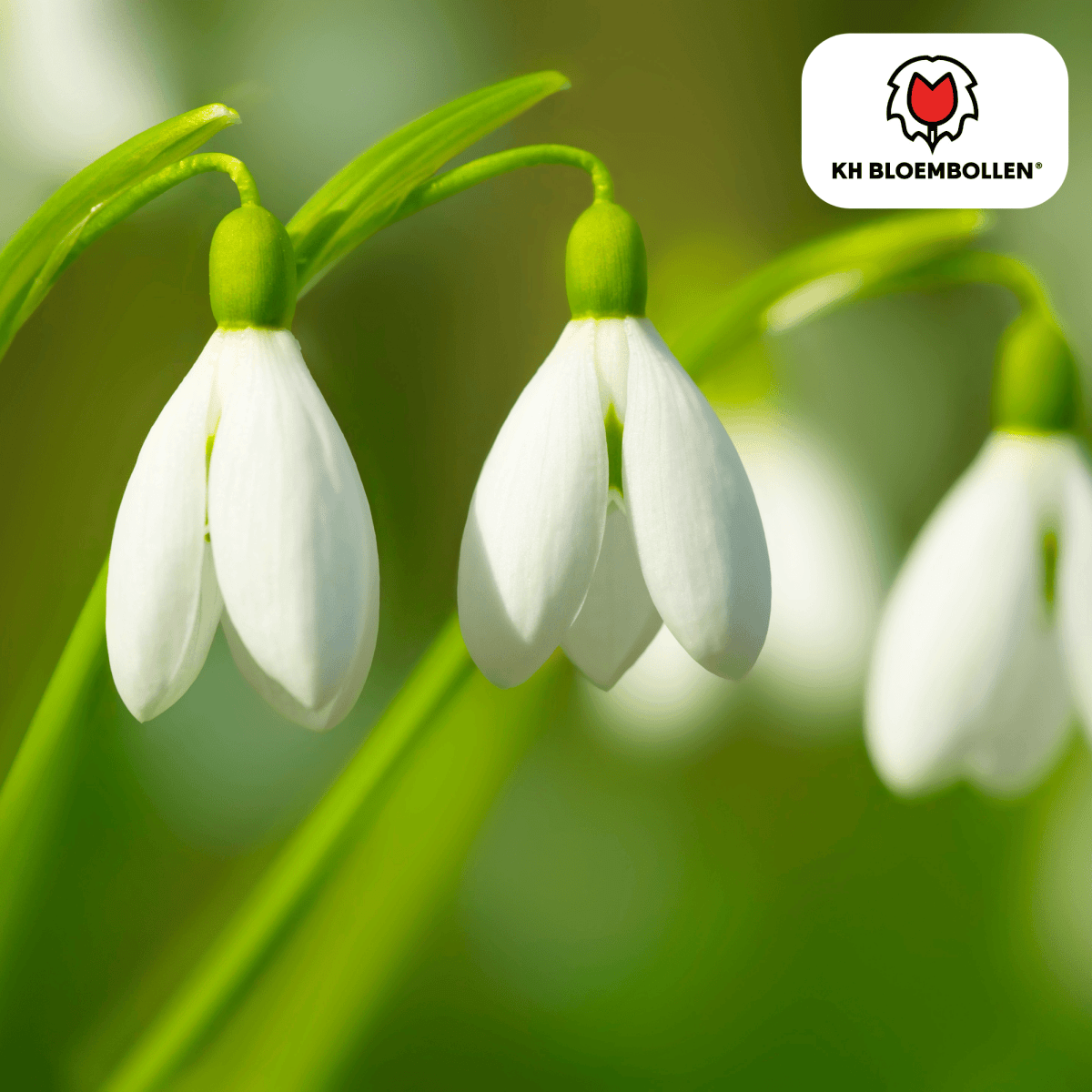 Schneeglöckchen – 30 Stück | Frühlingsbote für deinen Garten - Wurzelwerk Design