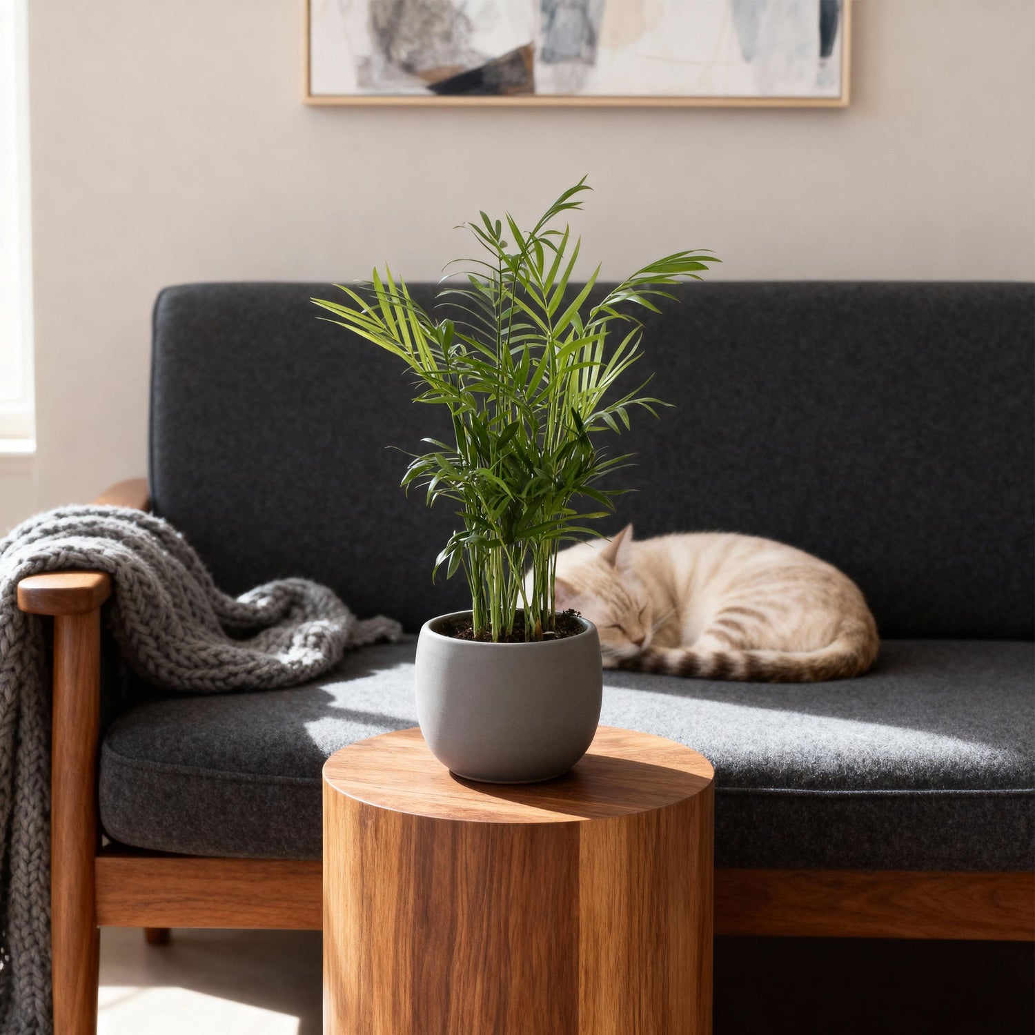 Chamaedorea elegans Goldpalme im 12 cm Topf, ca. 15 cm hoch als kompakte Zimmerpalme