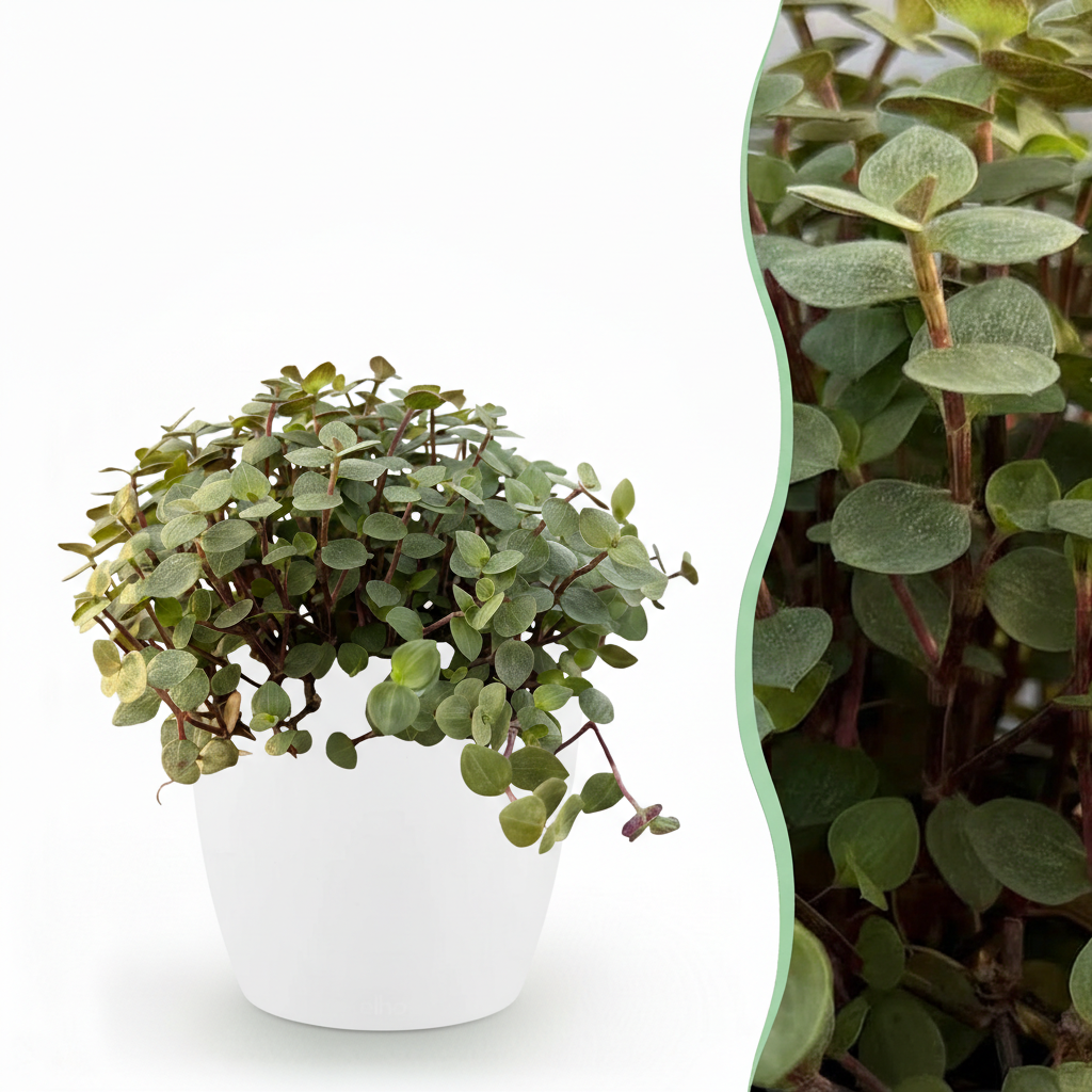 Everspring Katzengras Callisia repens in einem 12 cm Topf, haustierfreundlich, grüne Pflanze für Katzen.