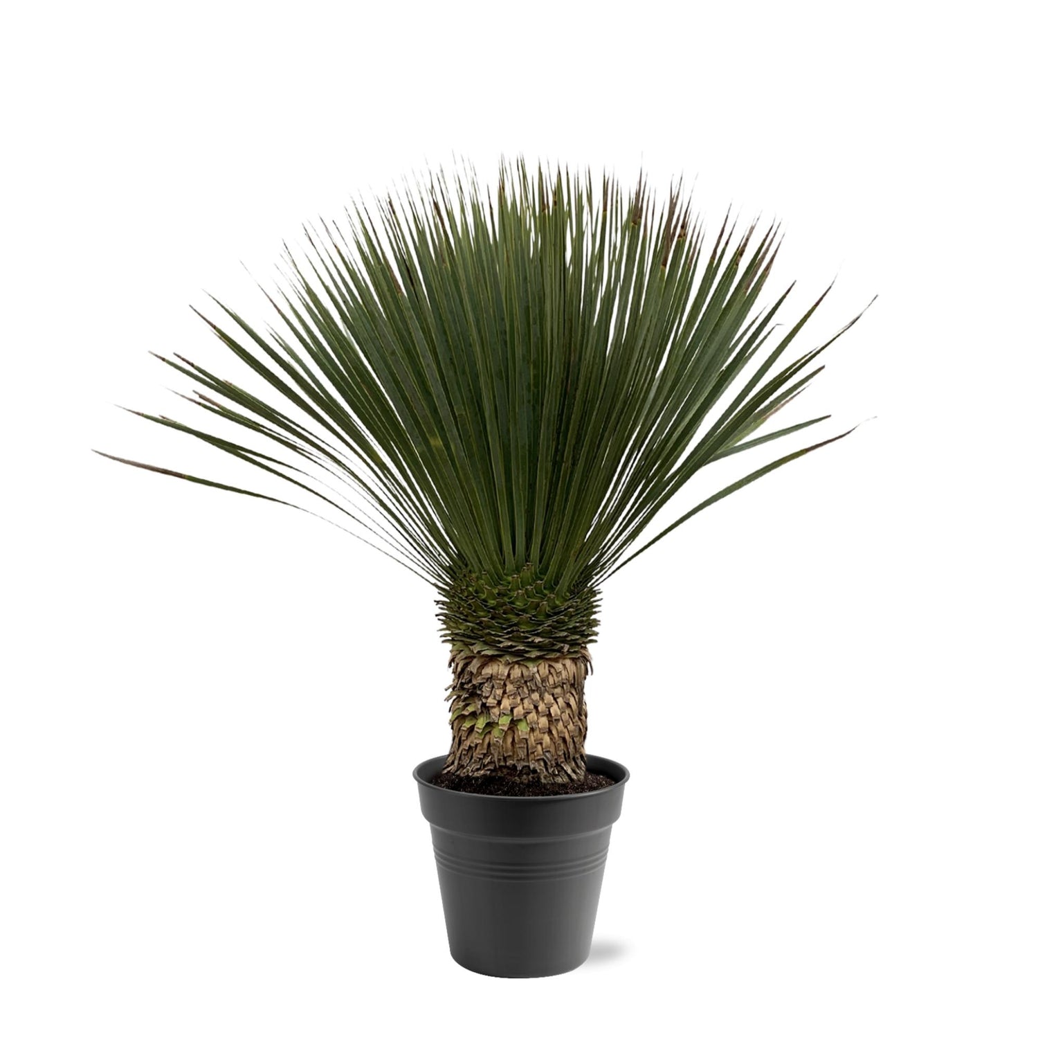 Yucca rostrata Pflanze von Everspring, robuste Palmlilie mit langen, schmalen Blättern, ideal für Garten und Zuhause
