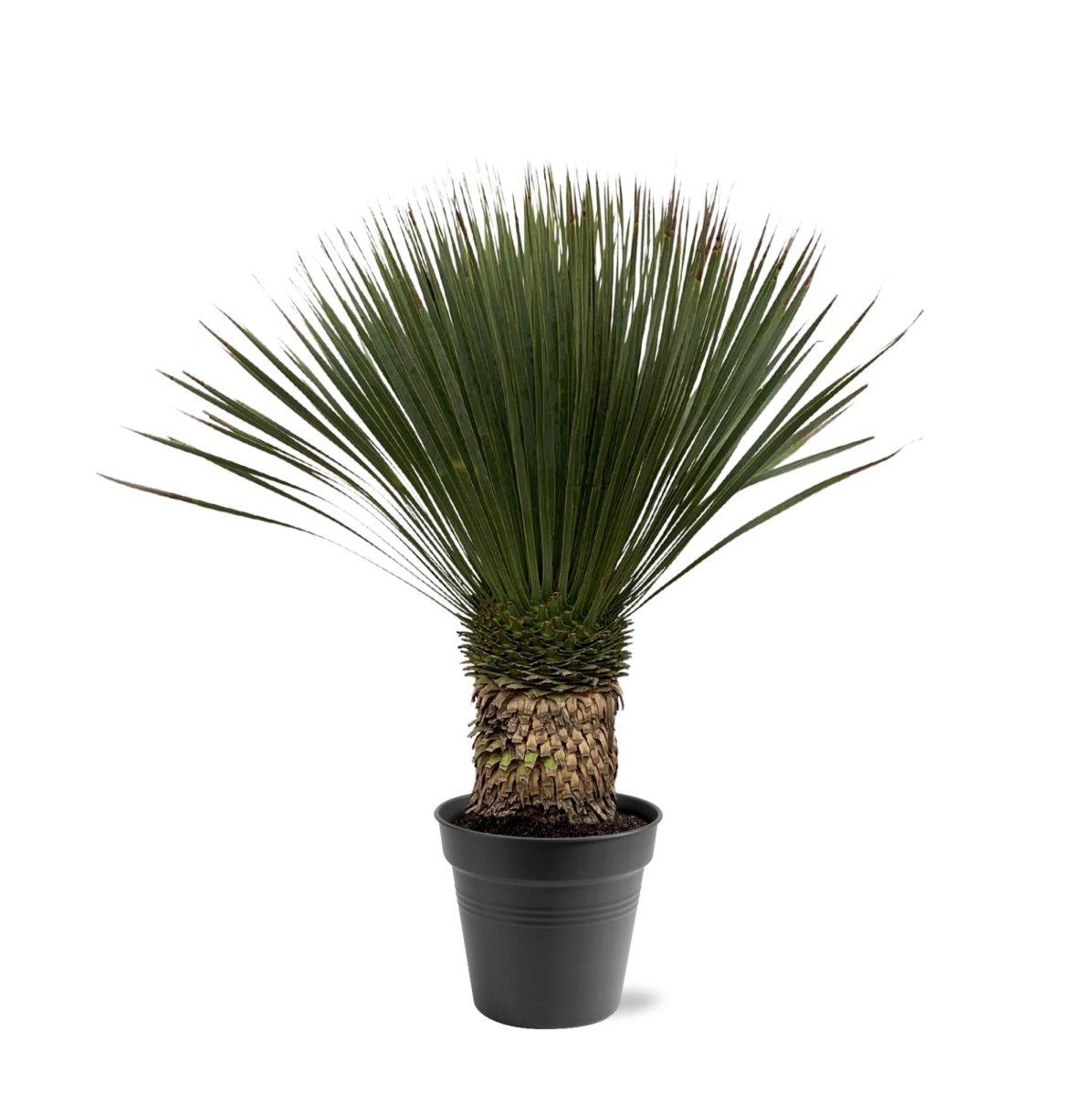 Yucca rostrata – Robuste Palmlilie für Garten &amp; Zuhause - Wurzelwerk Design
